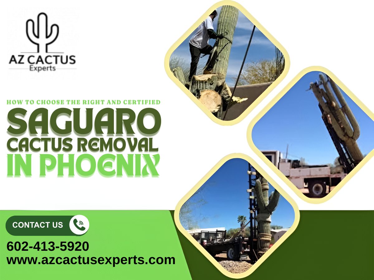 How to Choose the Right and Certified Saguaro Cactus Removal in Phoenix